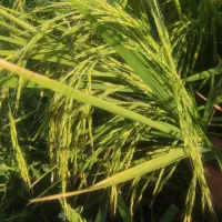 برنج نیم دانه و سالم