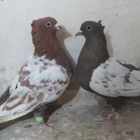 کبوتر ناشی|پرنده|شیروان (خراسان), |دیوار