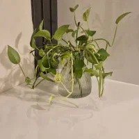 گلدان دکوری شیشه ای حاوی پتوس رونده ئ شاداب|گل و گیاه طبیعی|تهران, نارمک|دیوار