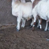 بره نر درجه1|حیوانات مزرعه|گرمسار, |دیوار