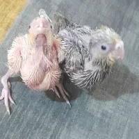 جوجه عروس هلندی سرلاکی