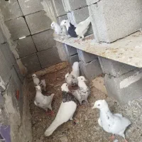 کبوتر