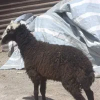 بره نر چاق جهت قربانی