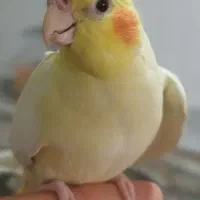 عروس هلندی ماده لوتینو