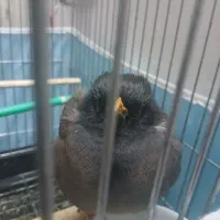 مرغ مینا|پرنده|سبزوار, امیر کبیر|دیوار