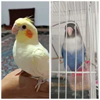 کوتوله ماده و جوجه عروس هلندی