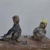 پرنده|پرنده|زابل, |دیوار