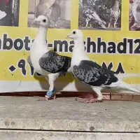 کبوتر پشت گراف و پشتی سیاه کاکلی