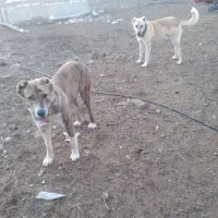 گمشده