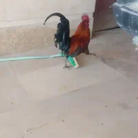 خروس لری اصل قلم سبز