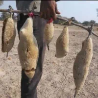 عسل وحشی جنگلی  سرشاخه طبیعی درمانی