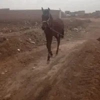 کره نریون ونریون 5سال|اسب و تجهیزات اسب‌سواری|نیشابور, ریوند|دیوار