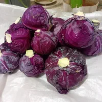 مقداری کلم قرمز باغی.