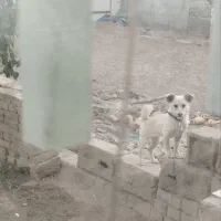 سگ پاکوتا اشپیتز