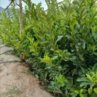 نهال|خدمات باغبانی و درختکاری|خفر, |دیوار