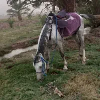 اسب کورد ۴ ساله نژاد عرب کورد پرخون در دلگان