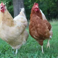 مرغ محلی|پرنده|فریدونشهر, |دیوار