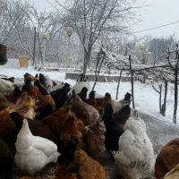 تخم مرغ محلی