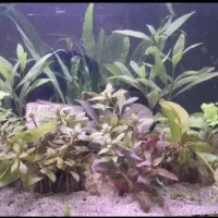 اکواریوم پلنت زیبا