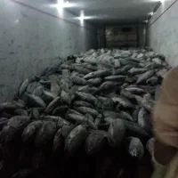 ماهی دریایی جهته بسته بندی|عمدهفروشی|یزد, |دیوار