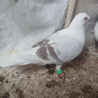 کبوتر فروشی