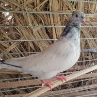 پرنده|پرنده|بم, |دیوار