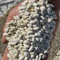 لوبیا سفید درجه۱