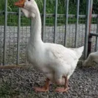 قو غاز لیندا