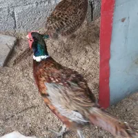 پرنده زینتی  ق رق