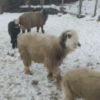 (فورش فوری)۴ راس قوچ و بره تخمی|حیوانات مزرعه|ناغان, |دیوار