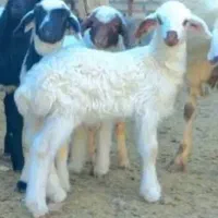 بره نر علفخوار اصل افشاری غزل افشار پلنگی
