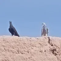 کفتر|پرنده|جوین, |دیوار