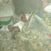 کبوتر