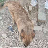 سگ ژرمن|سگ|مبارکه, |دیوار