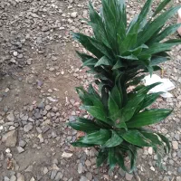 گل فیکوس لیراتا سطل 12|گل و گیاه طبیعی|اصفهان, حسین‌آباد|دیوار