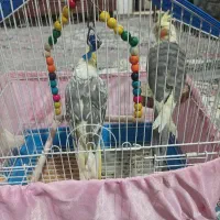 عروس هلندی نر و ماده