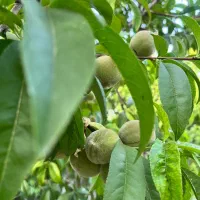 باغ شهری روستای جونجان مرودشت|فروش زمین و ملک کلنگی|مرودشت, ده بید|دیوار