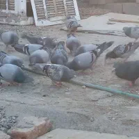 کبوتر سبز و مگس