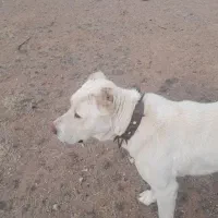 گمشده هرکس نشونی ازش بده مژدگانی دریافت میکنع