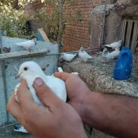 کفتر پرشی|پرنده|معصومیه, |دیوار