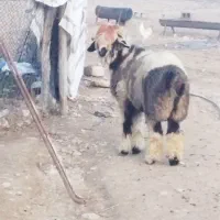 بره قوچ بختیاری|حیوانات مزرعه|کازرون, |دیوار