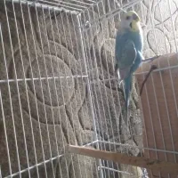 جفت  مرغ عشق رینبو(رنگین کمانی)|پرنده|لاهیجان, کوی استادان|دیوار