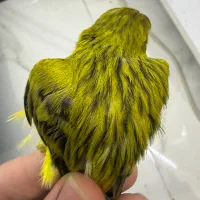 قناری سبز چمنی،جادونی برنجی،قفس،سهره،سهره قناری