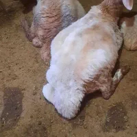 گوسفند|حیوانات مزرعه|ارشق, |دیوار