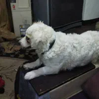 سگ پامر شیتزو|سگ|اهواز, دانشگاه چمران|دیوار