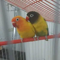 برزیلی یقه زرد یکماه و نیم و سالم آماده دستی شدن