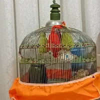 سهره  ط ر قه مست تو مخی