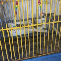 پرنده های مولد|پرنده|ری, ظهیرآباد|دیوار