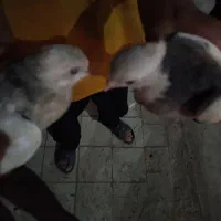 کفتر