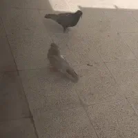 کفتر جوجه ۳ عدد